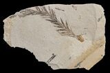 Dawn Redwood (Metasequoia) Fossil - Montana #165165-1